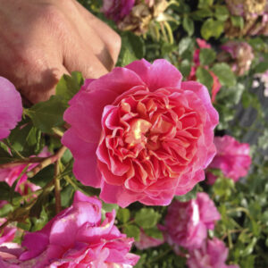 Rosa Christopher Marlowe RADICE NUDA