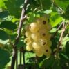 Ribes Blanka