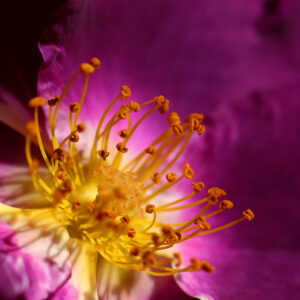 Rosa Rhapsody in Blue RADICE NUDA