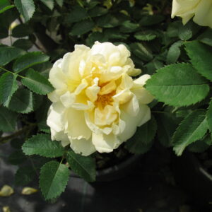 Rosa Agnes RADICE NUDA