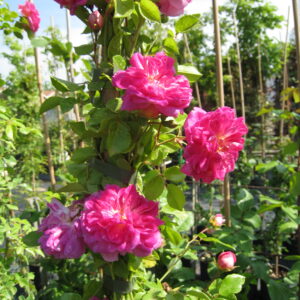 Rosa Alexander Girault