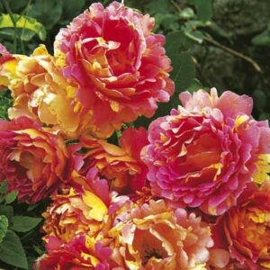 Rosa Rose des Cisterciens