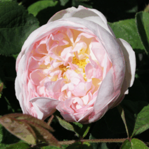 Rosa Alfred de Dalmas