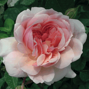 Rosa Anne Boleyn RADICE NUDA