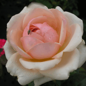 Rosa Aphrodite