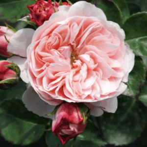 Rosa Bailando RADICE NUDA