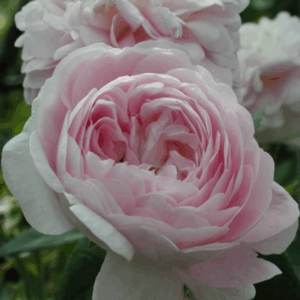 Rosa Belle Isis RADICE NUDA