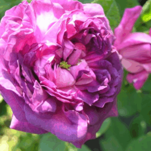 Rosa Belle de Crecy