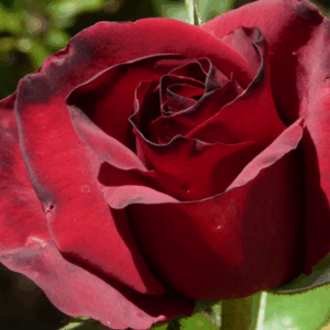 Rosa Black Magic RADICE NUDA