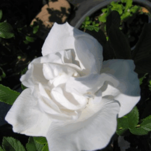 Rosa Blanc Double de Coubert