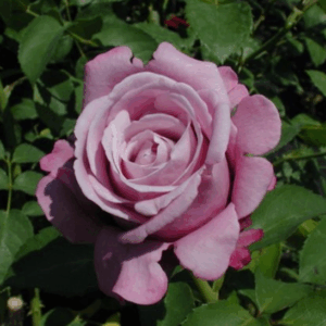 Rosa Blue Moon® (Sissi)