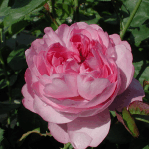 Rosa Charles Rennie Mackintosh RADICE NUDA