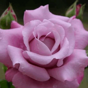 Rosa Charles de Gaulle®