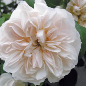 Rosa Desprez à Fleurs Jaunes RADICE NUDA