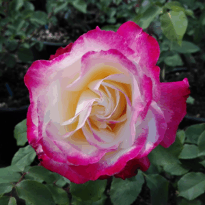 Rosa Double Delight®