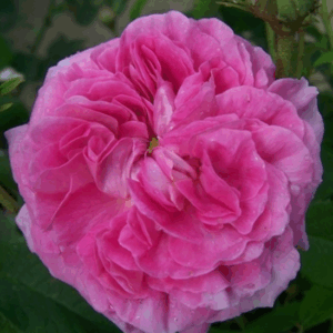 Rosa Duchesse de Berry RADICE NUDA