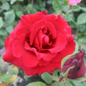 Rosa Erotika RADICE NUDA