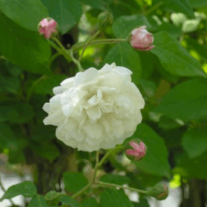 Rosa Felicite et Perpetue