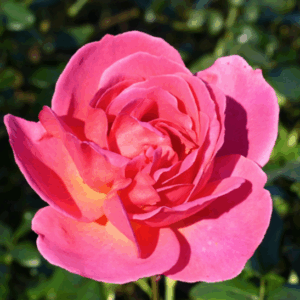 Rosa Generation Jardin RADICE NUDA