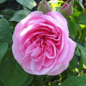 Rosa Ghislaine de Feligonde
