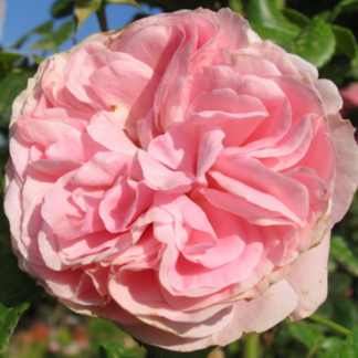 Rosa Giardinia® - Image 2