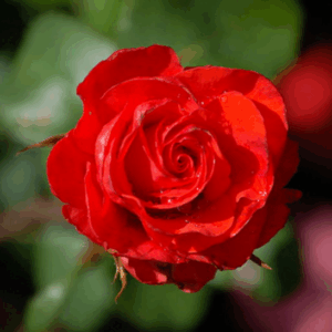 Rosa Hans Christian Andersen RADICE NUDA