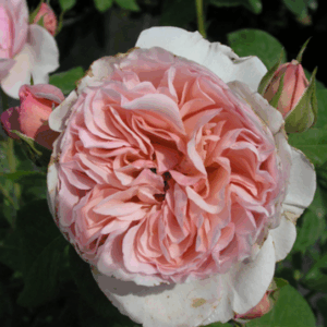 Rosa Heritage RADICE NUDA