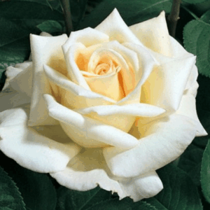 Rosa Jardins de Bagatelle®