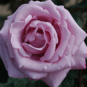 Rosa La Rose du Petit Prince