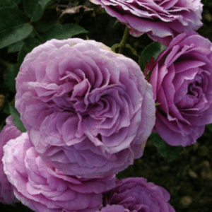Rosa Lavender Ice RADICE NUDA