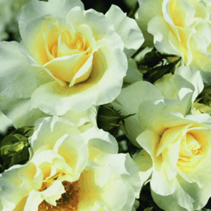 Rosa Lemon Romantica RADICE NUDA