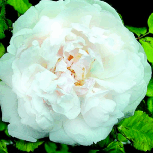 Rosa M.me Alfred Carriere