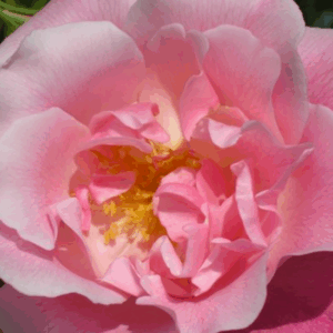 Rosa M.me Gregoire Staechelin RADICE NUDA