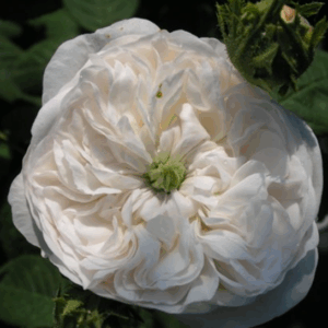 Rosa M.me Hardy RADICE NUDA