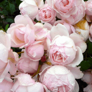 Rosa 'Madame Figaro'