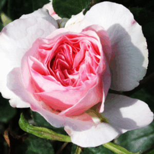 Rosa Mariatheresia®