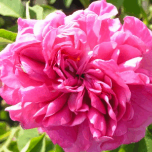 Rosa Marie Louise RADICE NUDA