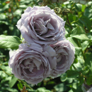 Rosa Novalis