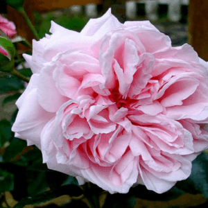 Rosa Octavia Hill