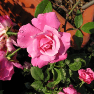 Rosa Old Blush