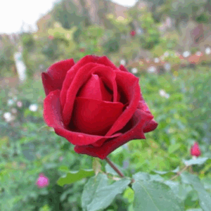 Rosa Papa Meilland RADICE NUDA