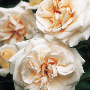 Rosa Penny Lane Rampicante