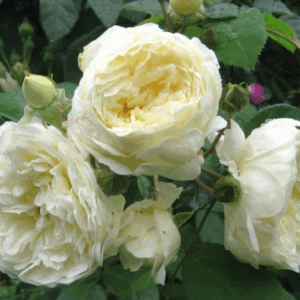 Rosa Perpetually Yours