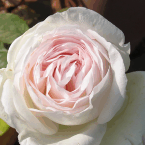 Rosa Pretty Woman® (Prince Jardinier®) RADICE NUDA