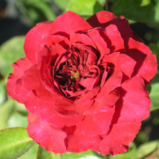 Rosa Red Leonardo da Vinci - Image 2