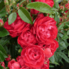 Rosa Koster Red