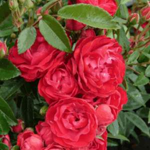 Rosa Koster Red