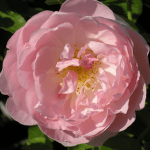 Rosa Redoute® RADICE NUDA