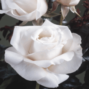 Rosa Royal Copenaghen RADICE NUDA