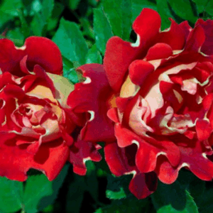 Rosa Ruffle's Passion RADICE NUDA